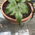 Asplenium hemionitis Leaf