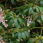 Pieris japonica 葉