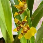 Oncidium sphacelatum Blüte