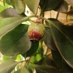 Clusia minor Fruto