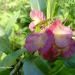 Dodonaea viscosa Flower