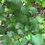 Thalictrum lucidum Leaf