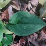 Asarum arifolium Liść