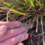 Eragrostis elongata Foglia