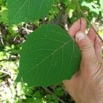 Populus grandidentata List