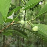 Gymnanthes riparia Fruto