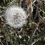 Crepis foetida Fruit