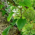 Idesia polycarpa Blatt