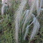 Elymus canadensis Owoc