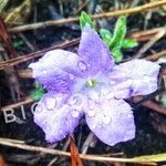 Ruellia geminiflora Flower