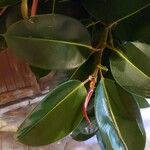 Ficus elastica Folha