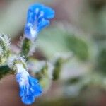 Salvia occidentalis 花