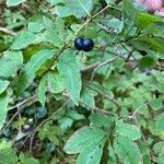 Lonicera nigra Fruit