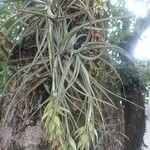 Tillandsia pohliana 葉