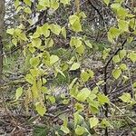 Betula pubescens Fuelha