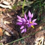 Sowerbaea laxiflora Flor