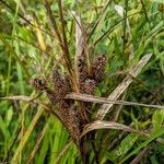 Carex frankii Frutto