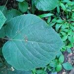 Clerodendrum speciosissimum Feuille