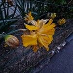 Iris pseudacorus Elinympäristö