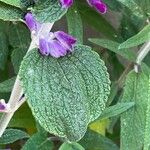 Salvia leucantha Leaf