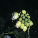 Caryocar microcarpum Fruto