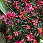 Rhododendron ferrugineum عادت داشتن