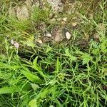 Erodium laciniatum Habitat