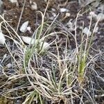 Festuca filiformis Yaprak