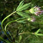 Trifolium squamosum Levél