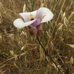 Calochortus venustus ᱵᱟᱦᱟ