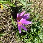 Colchicum montanumЦветок