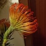 Leucospermum cordifoliumŽiedas