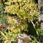 Euphorbia × martini Vaisius