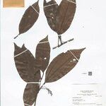 Abuta panurensis Leaf