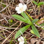 Potentilla alba 葉