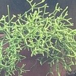 Rhipsalis cereuscula Hoja