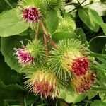 Arctium lappa Plod