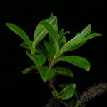 Salix bhutanensis