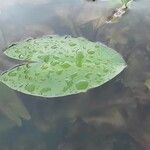 Nuphar pumila पत्ता