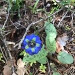 Gentiana angustifolia Floare