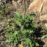 Salvia columbariae Habitus