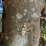 Olax dissitiflora Bark
