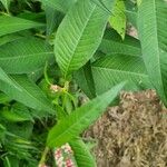 Persicaria lapathifolia Лист