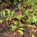 Polygonum cognatum Цветок