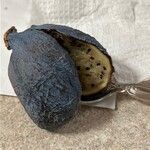 Non identificatFruchs