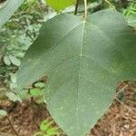 Ficus fulva 葉