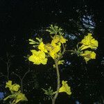 Handroanthus serratifolius Kvet