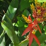 Guzmania plumieri Листок