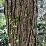 Cercidiphyllum japonicum Bark