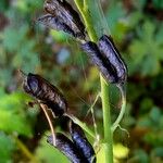 Aconitum variegatum Froito